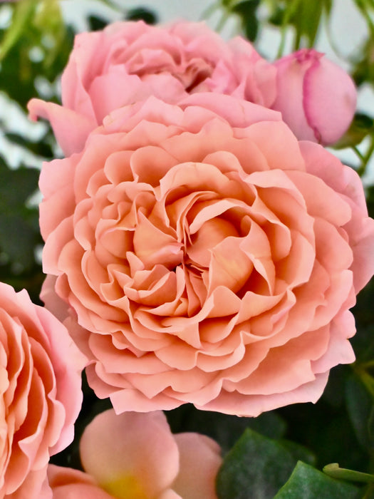 Julietta Blossom