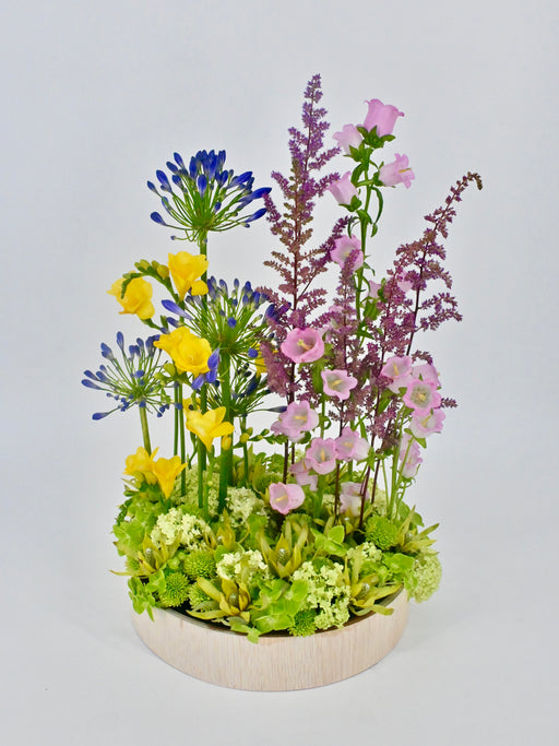 Freesia Garden