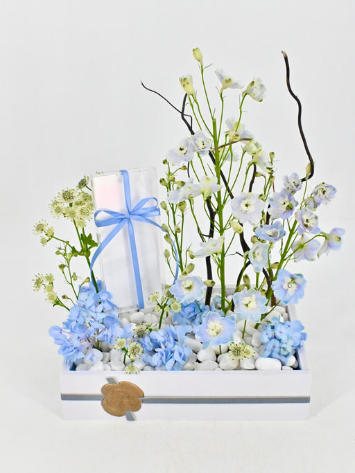Baby Blue Money Garden