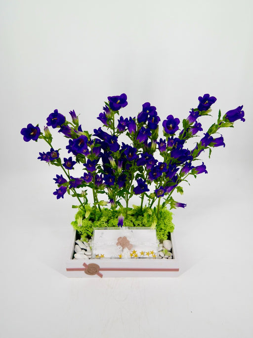 Campanula