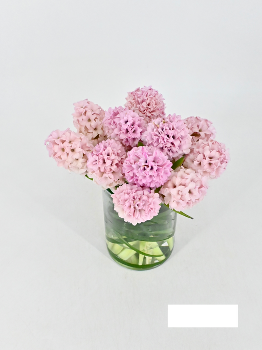 Hyacinth