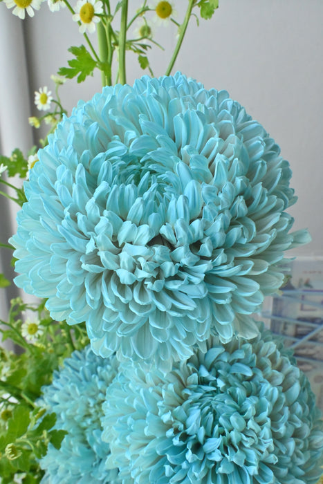 Dreamy Blue Wishes