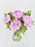 Lovely Peony