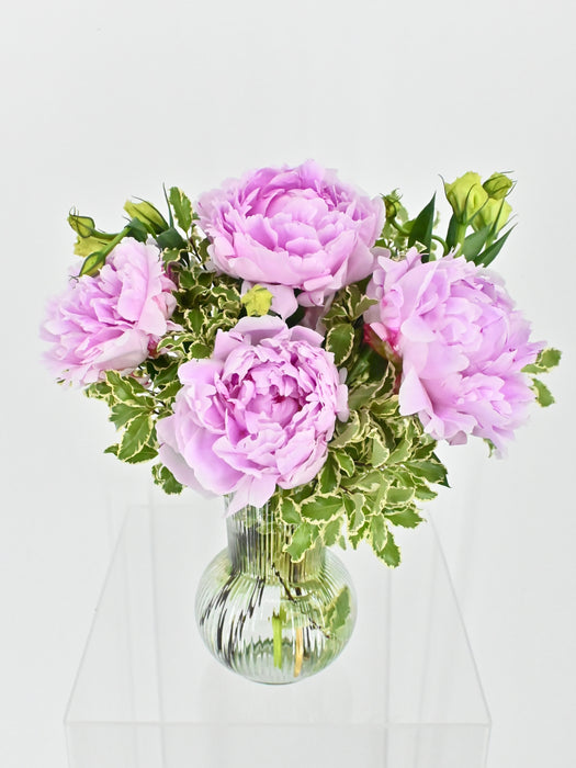 Lovely Peony