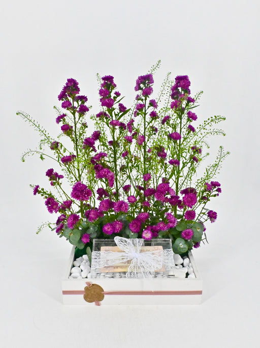 Aster