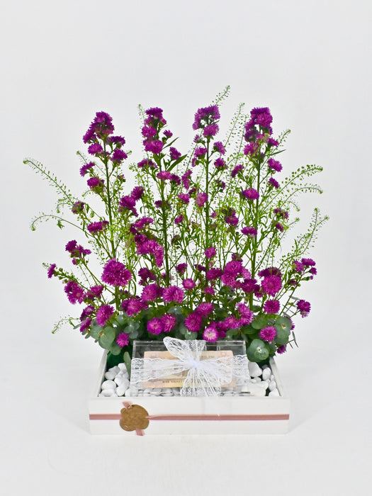 Aster