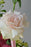 Floating Rose Money Arrangement