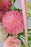 Floating Rose Money Arrangement