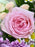 Garden Blooms Bouquet