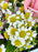 Garden Blooms Bouquet