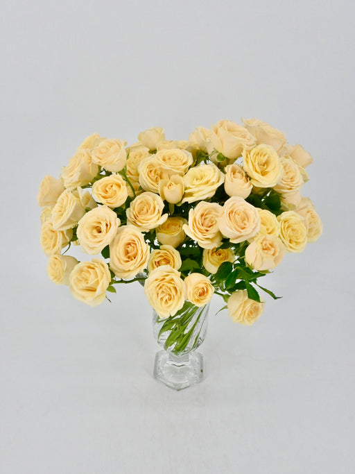 Salinero Bloom
