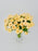 Salinero Bloom