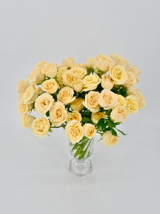 Salinero Bloom