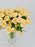 Salinero Bloom