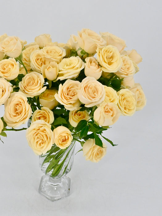 Salinero Bloom