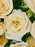 Salinero Bloom