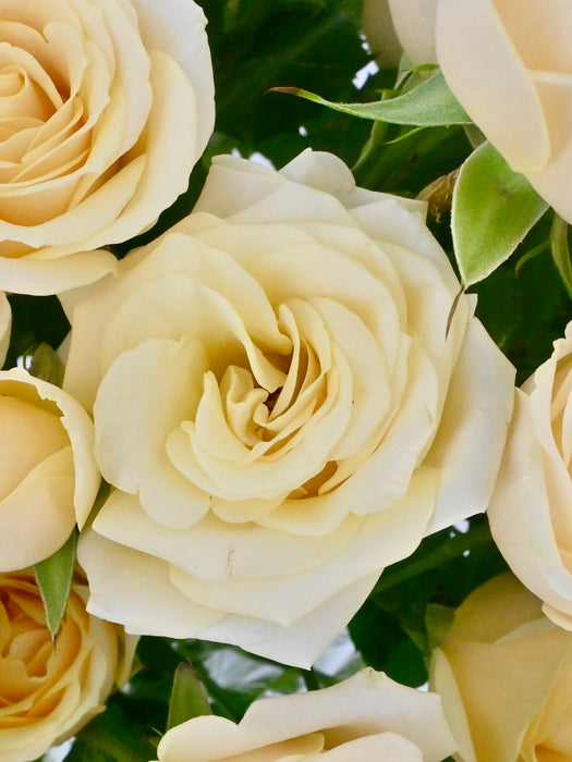 Salinero Bloom