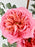 Pink Expression Money Garden