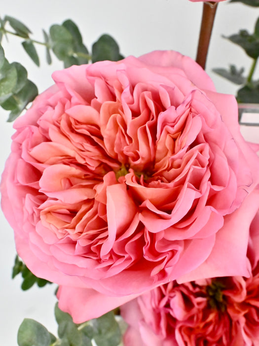 Pink Expression Money Garden