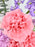 Pink Expression Money Garden