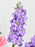 Pink Expression Money Garden