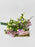 Snowberry