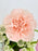 Novi Money Garden Arrangement