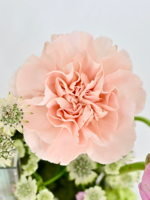 Novi Money Garden Arrangement