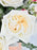 Verona Bouquet