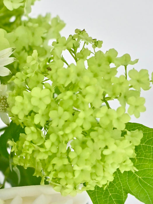 White & Green Garden
