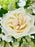 White & Green Garden