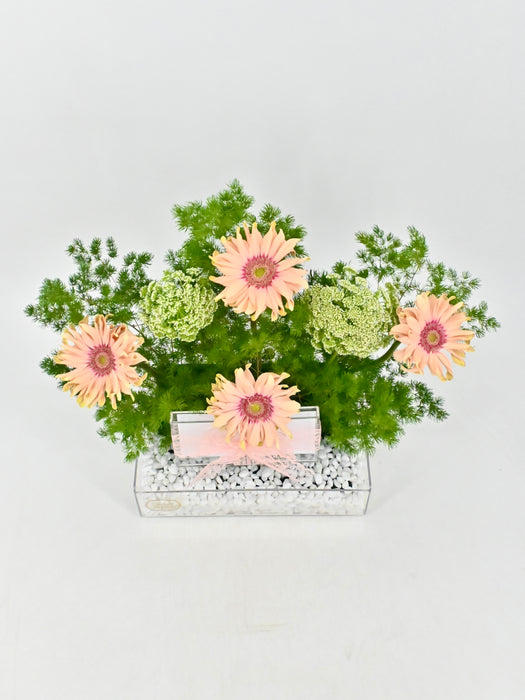 Ammi Rossatta