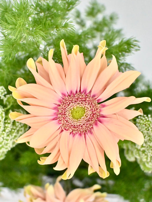 Ammi Rossatta