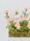Cute Novi Money Garden