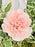 Cute Novi Money Garden