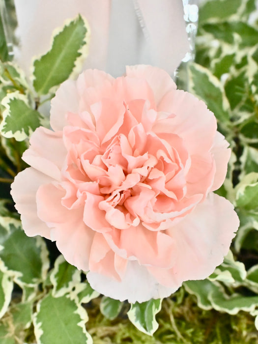 Cute Novi Money Garden