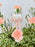 Cute Novi Money Garden