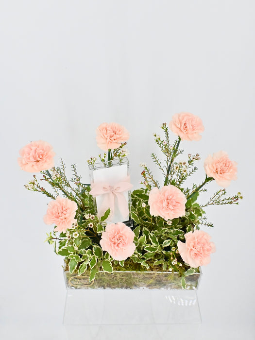 Cute Novi Money Garden