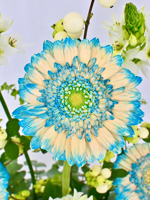 Gerbera Two Color