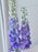 Premium Purple Breeze & Peony Box