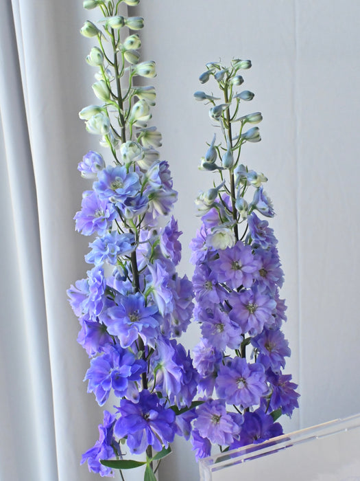 Premium Purple Breeze & Peony Box