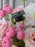 Graduate's Garden Luxe Bouquet