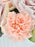 Pastel Garden