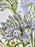 Veroni Money Garden