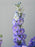 Dad's Celebration Cake with Flowers