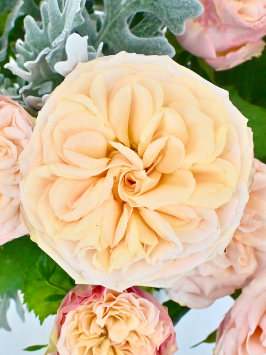 Gentle Beauty