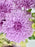 Qoolayful Garden