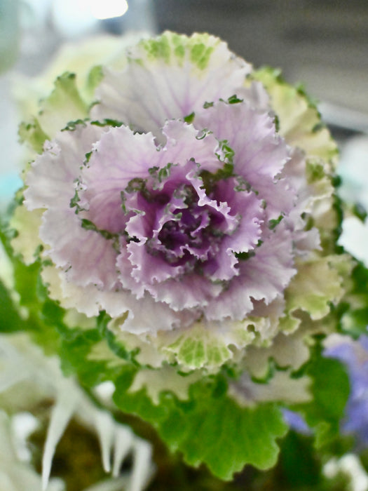 Ruffle Rose