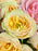 Sweet Bouquet