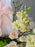 Sweet Wishes Cash Gift Arrangement